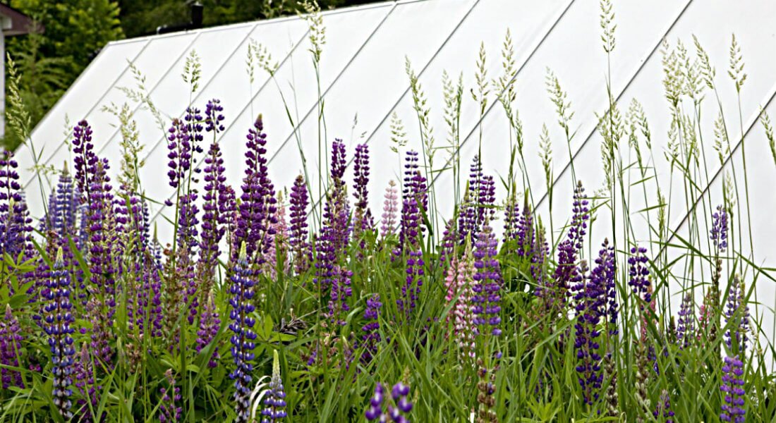Rows of green plants with tall clustered purple flowers