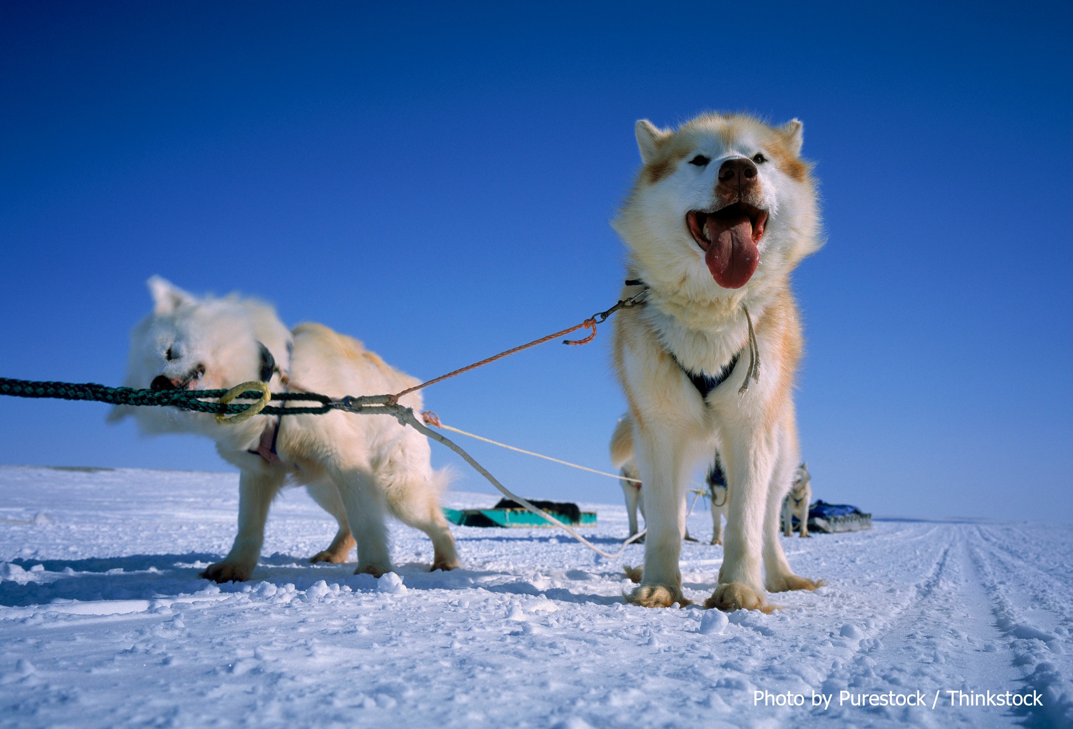 3 Reasons Why You Should Go Dog Sledding in Wisconsin Pinehurst Inn