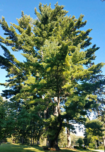 Tall mature tree with green leaves surrounded by more trees amidst blue skies