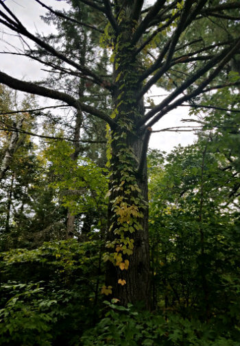 Tall vine-covered tree surrounded by green leafy trees