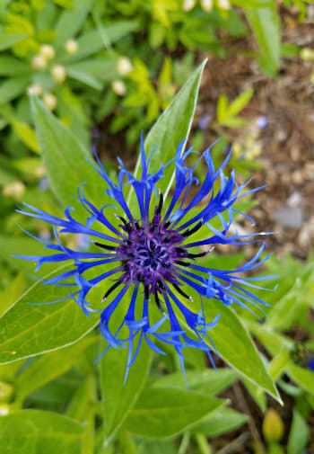 Vibrant shades of light to blue to deep purple spikey flower surounded by green leaves.